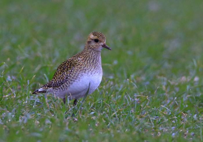 Golden Plover