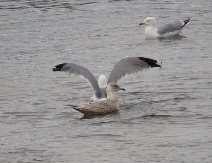 Iceland Gull