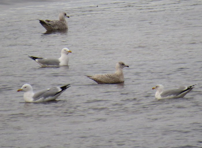 Iceland Gull