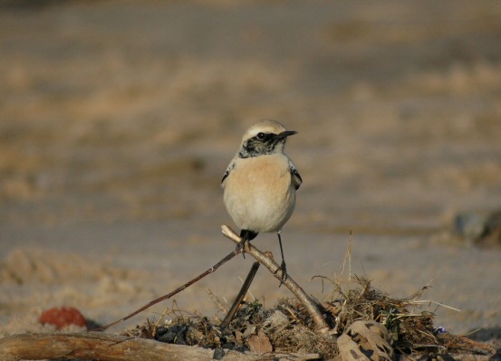 Desert Wheatear