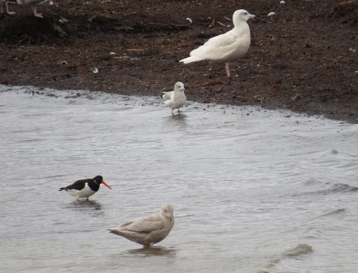 Glaucous Gull
