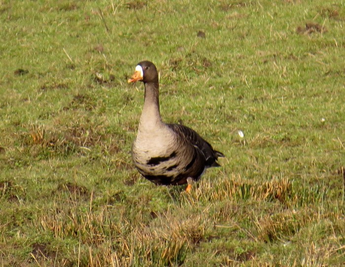 Greenland White-fronted Goose