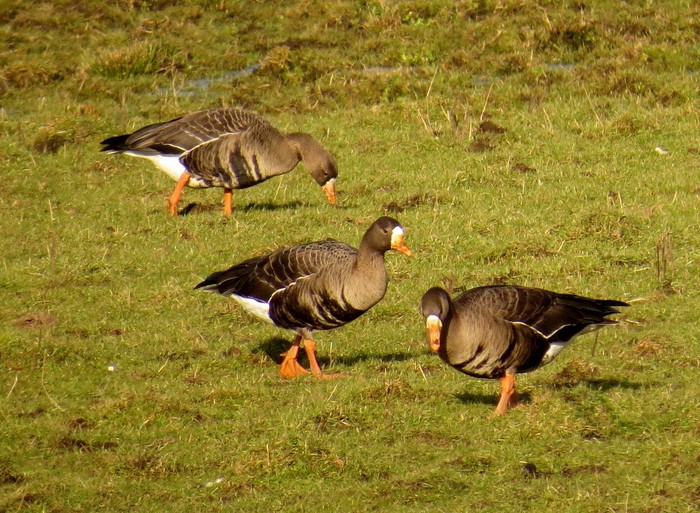 Greenland White-fronted Goose