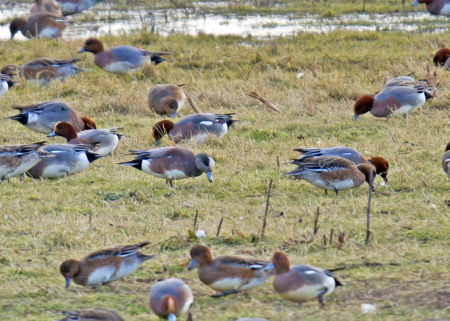 American Wigeon