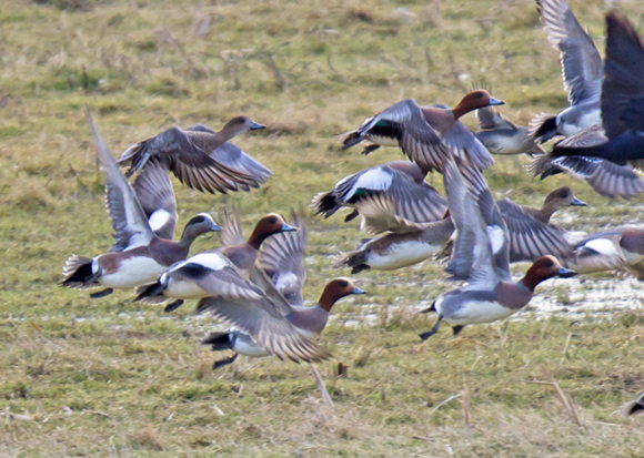 American Wigeon