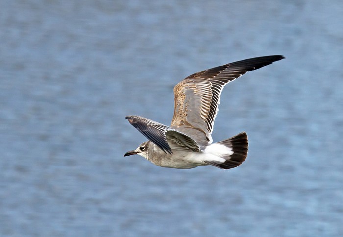 Laughing Gull