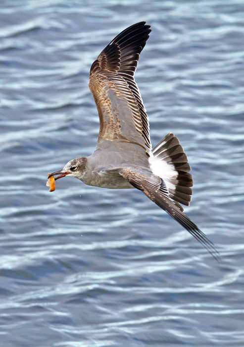 Laughing Gull