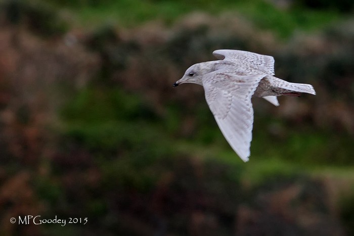 Iceland Gull