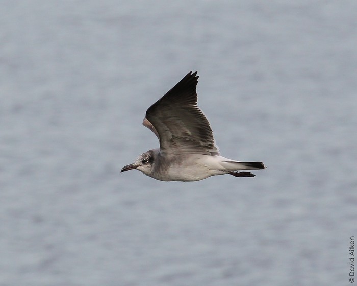 Laughing Gull