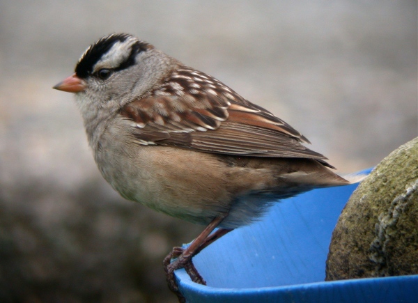 White-crowned Sparrow