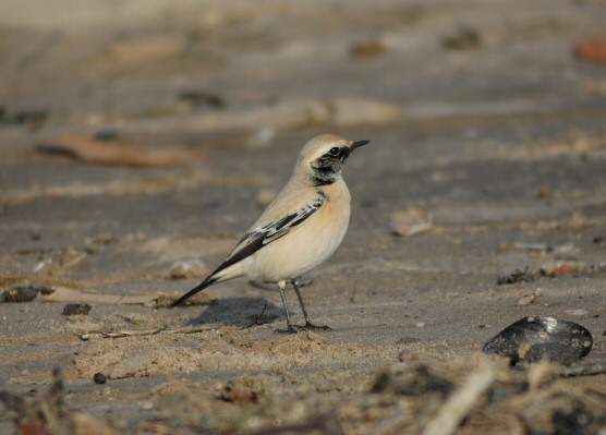 Desert Wheatear