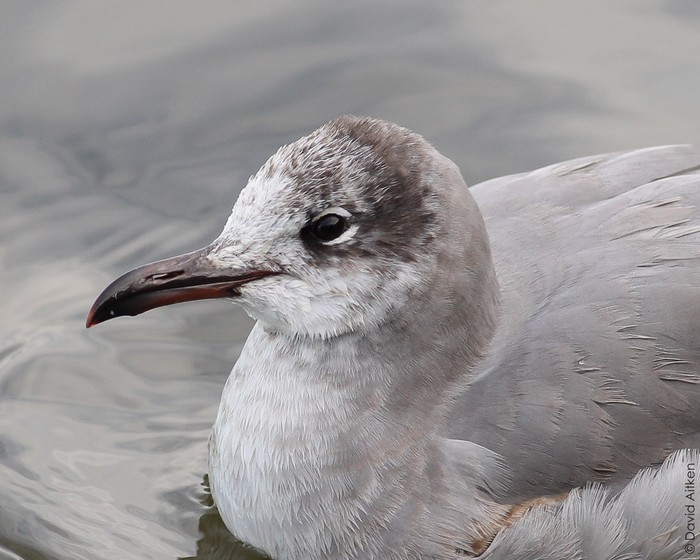 Laughing Gull