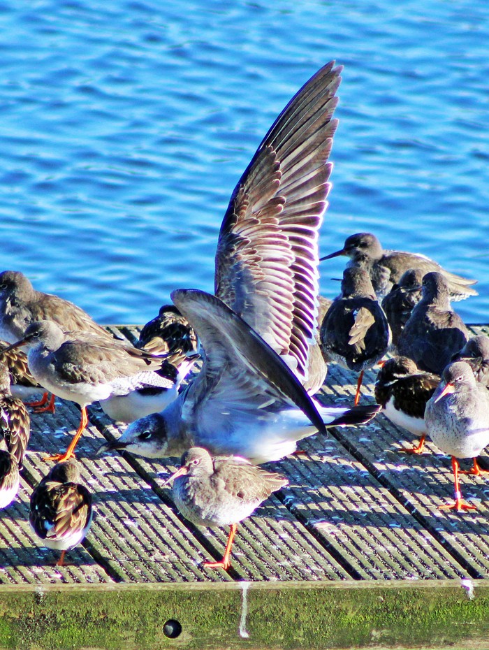 Laughing Gull