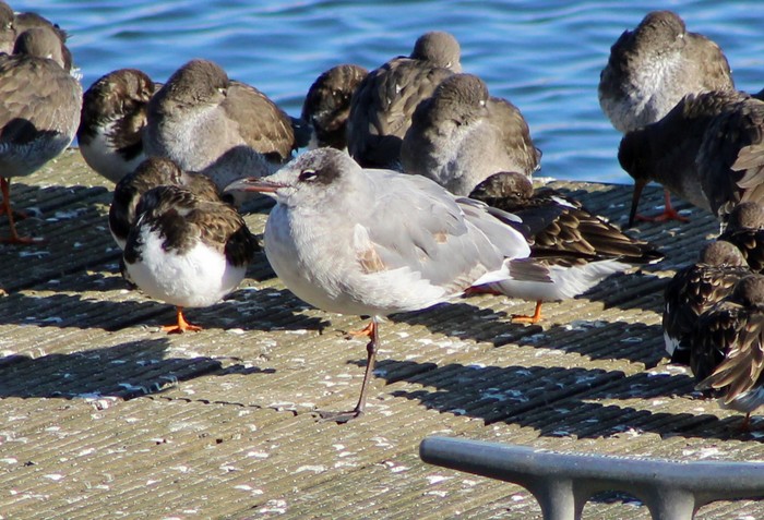 Laughing Gull