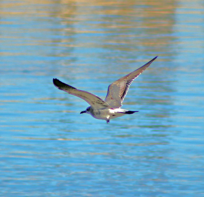 Laughing Gull