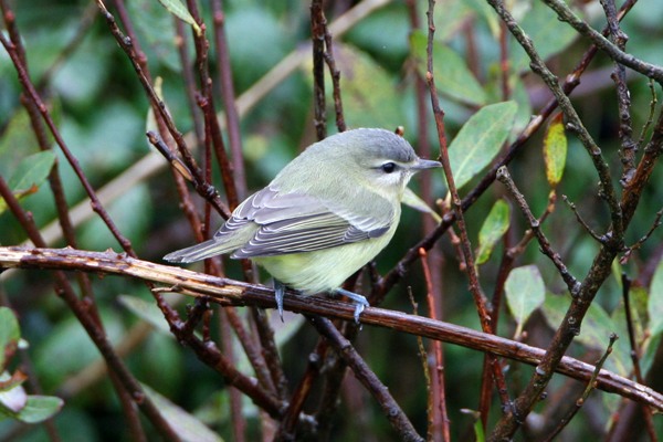 Philadelphia Vireo
