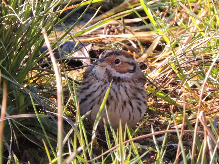 Little Bunting 