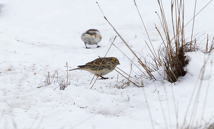 Lapland Bunting