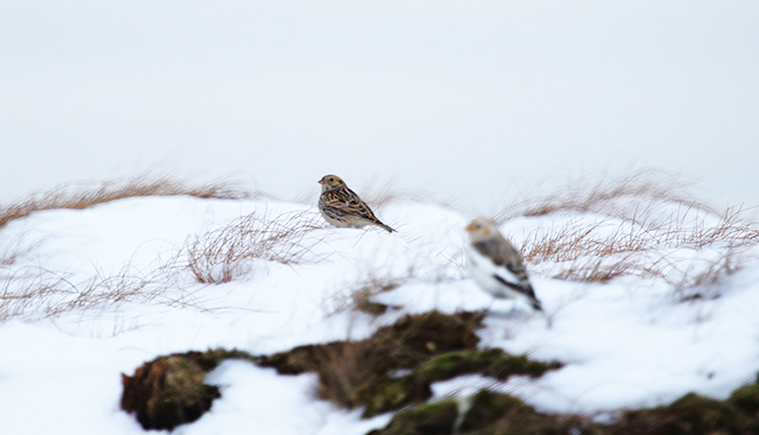 Lapland Bunting