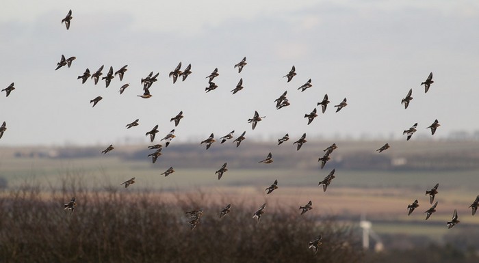 Snow Bunting