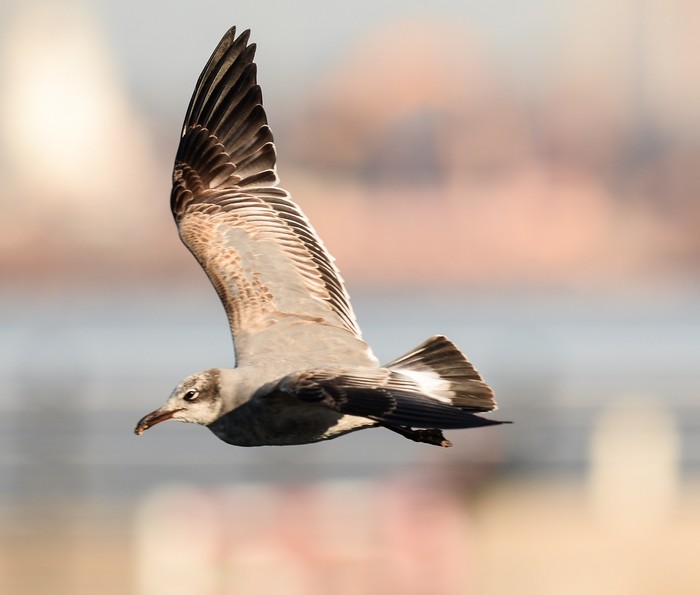 Laughing Gull