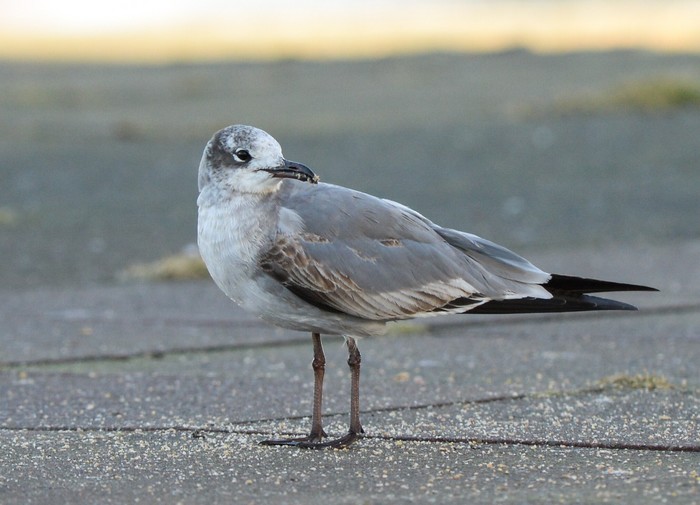 Laughing Gull