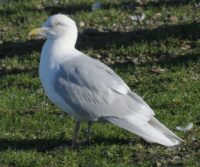 Iceland Gull