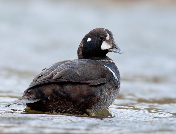 Harlequin Duck