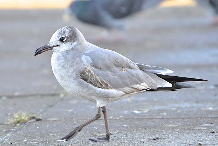 Laughing Gull