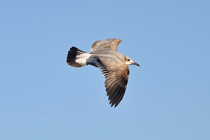 Laughing Gull