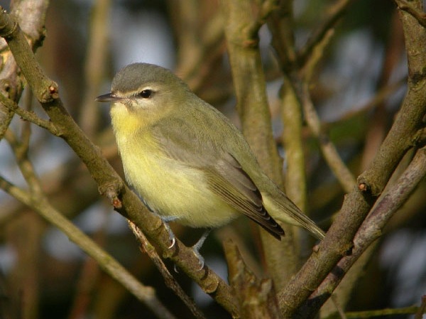 Philadelphia Vireo