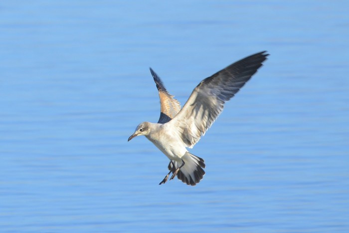 Laughing Gull