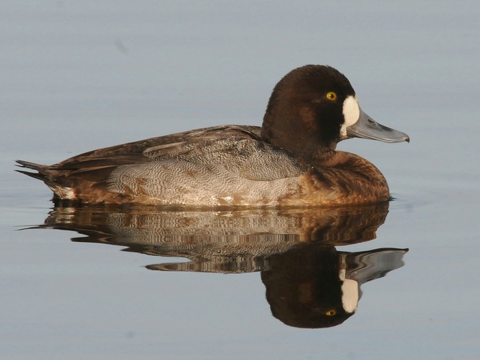 Scaup