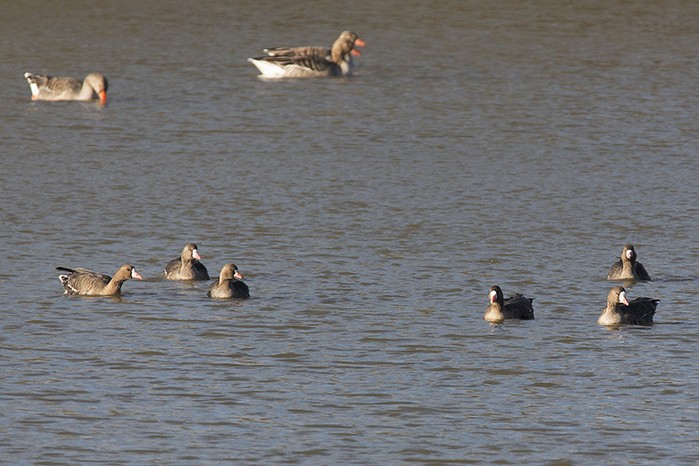 Eurasian White-fronted Goose