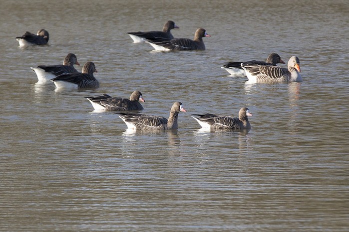 Eurasian White-fronted Goose