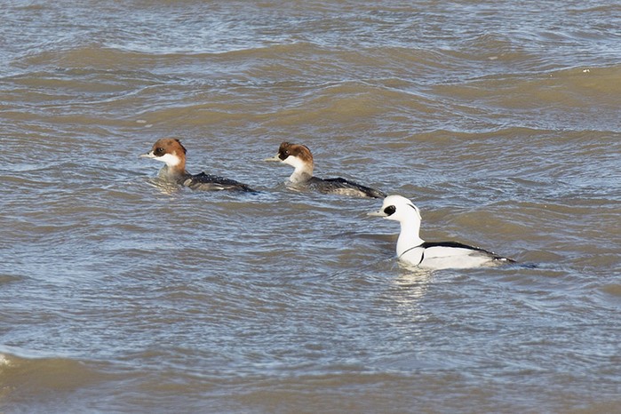 Smew