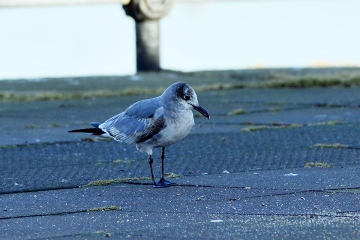 Laughing Gull