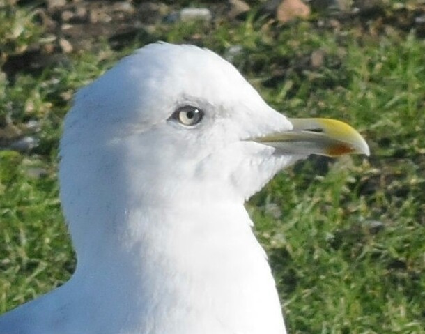 Iceland Gull