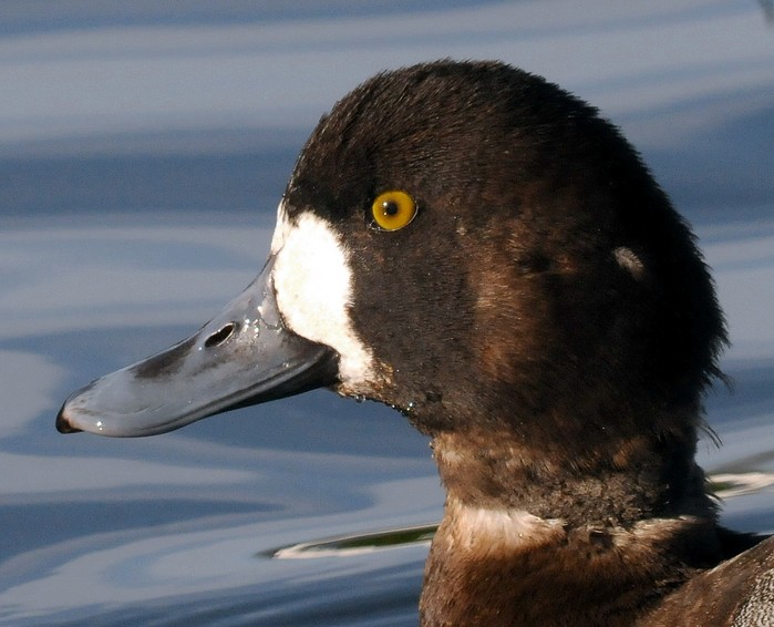 Scaup