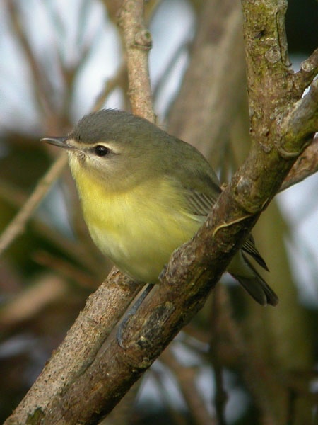 Philadelphia Vireo