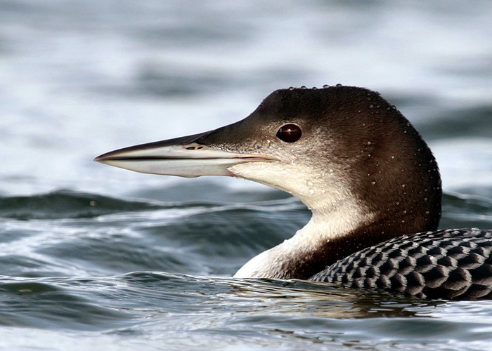 Great Northern Diver