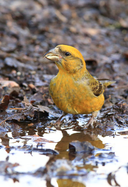 Crossbill