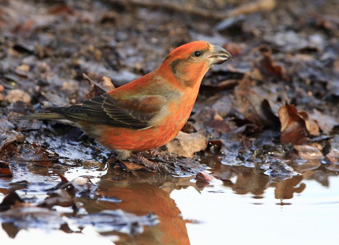 Crossbill