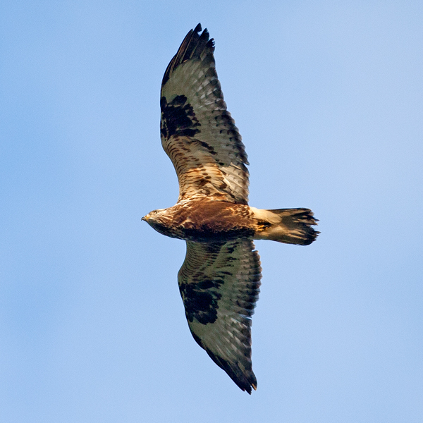 Rough-legged Buzzard