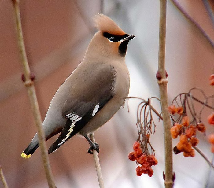 Waxwing