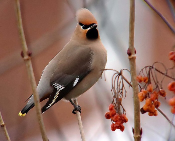 Waxwing