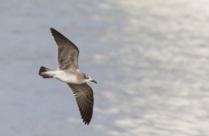 Laughing Gull
