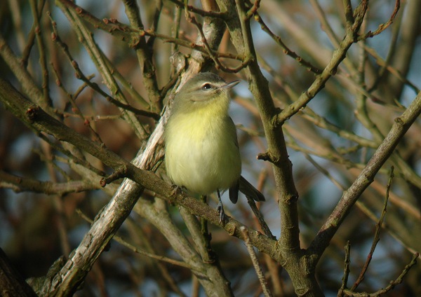 Philadelphia Vireo