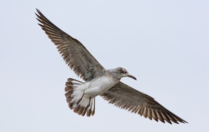 Laughing Gull