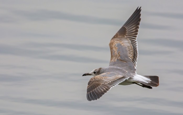 Laughing Gull